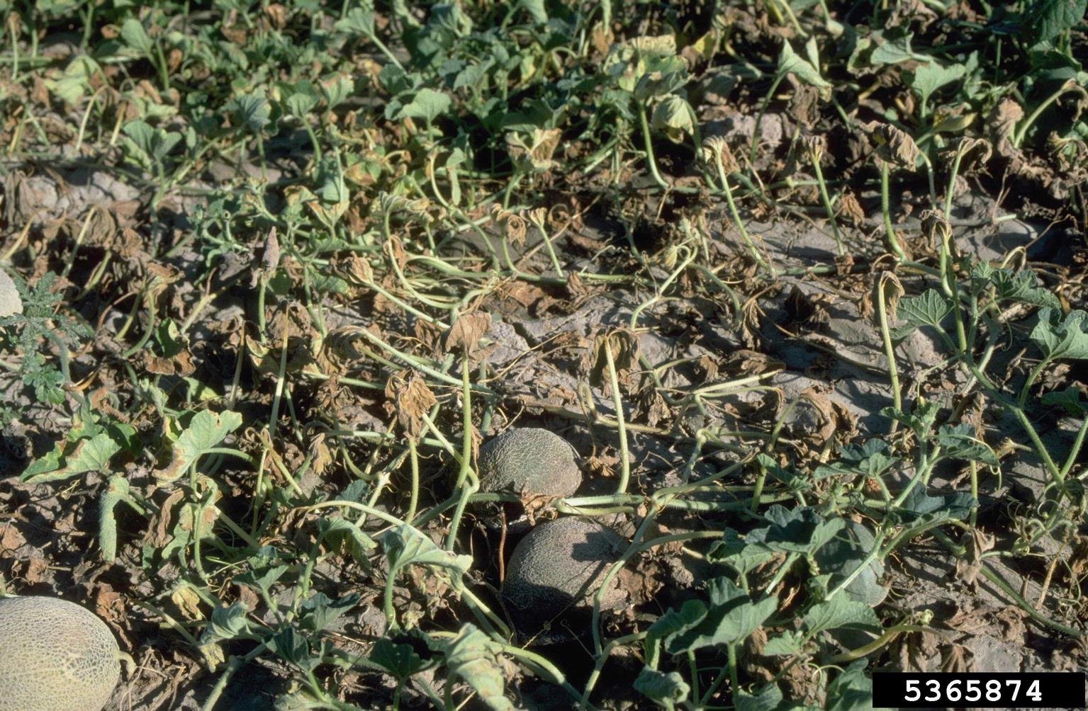 Layu Fusarium