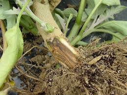 Busuk Akar Phytophthora