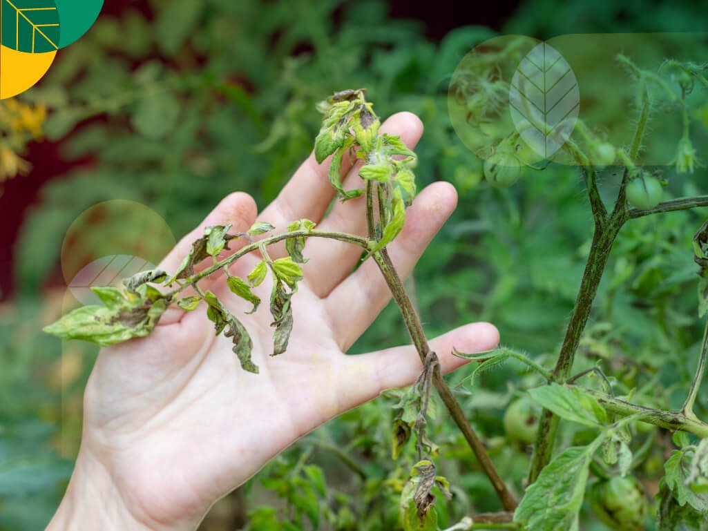 Busuk Akar Fusarium